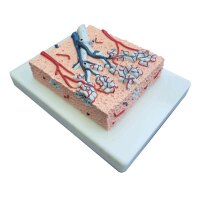 Erler Zimmer Lung cutaway model, pulmonary lobules, 20...
