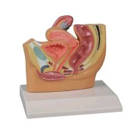 Erler Zimmer Pelvis Section Model, female, 1/2 size,...
