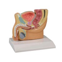 Erler Zimmer Pelvis Section Model, Male, 1/2 size,...