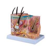 Erler Zimmer Skin block model, anatomical structures,...