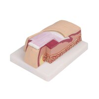 Erler Zimmer Nail model, 5 times life size, 3 sections,...