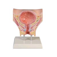 Erler Zimmer Bladder model, female, cross-training card,...