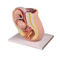 Erler Zimmer pelvic model pregnancy, fetus 32 weeks of...