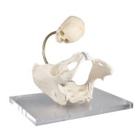 Erler Zimmer pelvis skeleton, birth canal, movable...