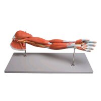 Arm muscles model Erler room, 7-piece, life-size, stand