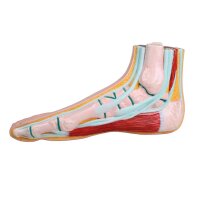 Erler Zimmer normal foot model, open media, life-size,...