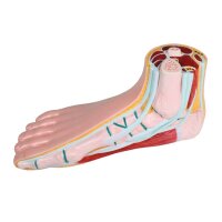 Erler Zimmer normal foot model, open media, life-size,...