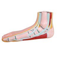 Erler Zimmer flat foot model, open media, life-size,...