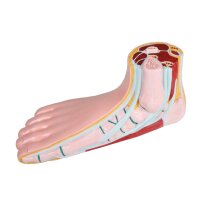 Erler Zimmer flat foot model, open media, life-size,...