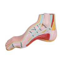 Erler Zimmer pes cavus model, open media, life-size,...