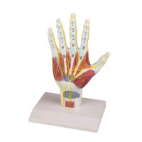 Hand Anatomy structure model Erler Zimmer, lifesize,...
