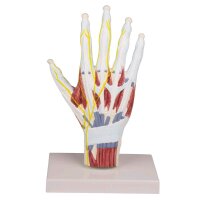 Hand Anatomy structure model Erler Zimmer, lifesize,...