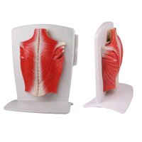 Back muscles model Erler Zimmer, 4 pieces, incl. 2...