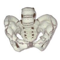 Erler Zimmer pelvic model, female, fabric, flexible,...
