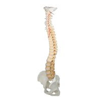 Spine with pelvis, vertebrae didactic colored by Erler...