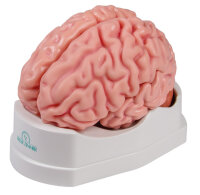 Brain model Erler Zimmer, 5-piece, life-size, incl....