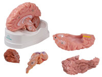 Brain model Erler Zimmer, 5-piece, life-size, incl....
