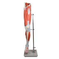 Leg muscles model by Erler Zimmer, can be dismantled,...
