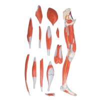 Leg muscles model by Erler Zimmer, can be dismantled,...
