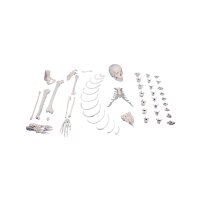 Erler Zimmer right Side Unassembled Half Skeleton,  Bone...