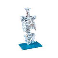 Erler Zimmer Vertrebal Column with Thoracic Cage, Movable