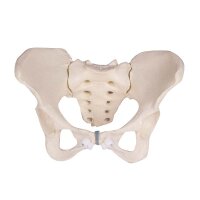 Erler Zimmer Modell - Female Pelvis with Sacrum, Movable