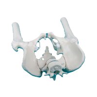 Erler Zimmer Male Pelvis, Sacrum, 2 Lumbar Vertebrae,...