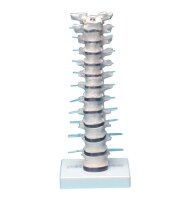 Erler Zimmer Thoracic Vertebral Column with Stand,...