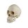 Erler Zimmer Skull Model, scapocephalic, 20 x 20 x 11,5 cm