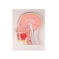 Erler Zimmer Relief Model - Median Section of the Head