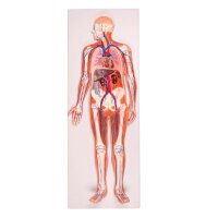 Erler Zimmer Relief Model - Circulatory System, 1/2 Life...