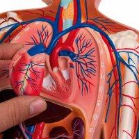 Erler Zimmer Relief Model - Circulatory System, 1/2 Life...