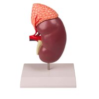 Erler Zimmer Model - Kidney w. Adrenal Gland, 2 Times...