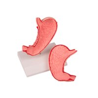 Erler Zimmer Model - Stomach, Natural Size