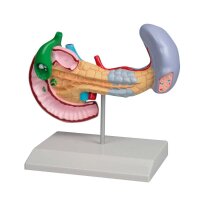 Erler Zimmer Model - Diseases of Pancreas, Spleen,...