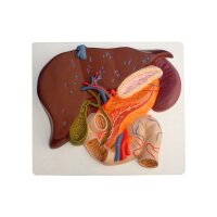 Erler Zimmer Model - Liver with Galllbladder, Pancreas...
