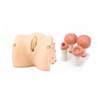 Erler Zimmer Birth Stages Examination Module for...