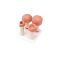 Erler Zimmer Birth Stages Examination Module for...