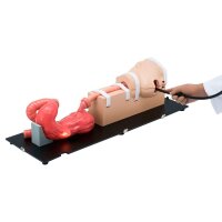 Erler Zimmer Simulator - Esophago-Gastro-Duodenoscopy (EGD)