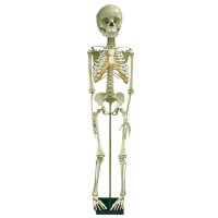 Erler Zimmer Child Skeleton, Different Variants