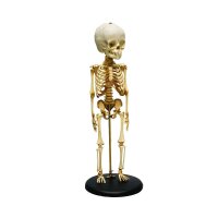 Erler Zimmer Child Skeleton, Different Variants