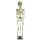 Erler Zimmer Child Skeleton, Different Variants