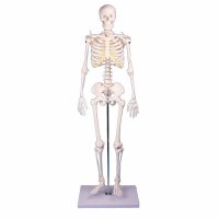 Erler Zimmer Miniature Skeleton, Different Variants