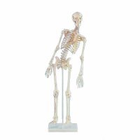 Erler Zimmer Miniature Skeleton, Different Variants