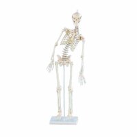 Erler Zimmer Miniature Skeleton, Different Variants