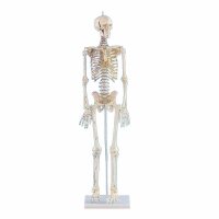 Erler Zimmer Miniature Skeleton, Different Variants