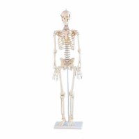 Erler Zimmer Miniature Skeleton, Different Variants