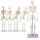 Erler Zimmer Miniature Skeleton, Different Variants