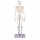 Erler Zimmer Miniature Skeleton, Different Variants