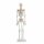 Erler Zimmer Miniature Skeleton, Different Variants
